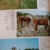 Ganadería Subtropical Argentina - José Ándres Carrazzoni