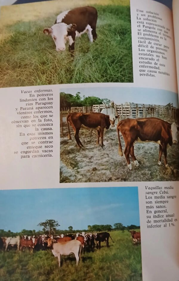 Ganadería Subtropical Argentina - José Ándres Carrazzoni