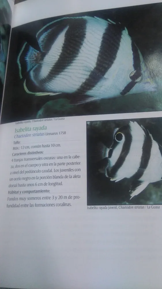 Peces Del Archipiélago Los Roques - Ramirez H., Cervigón F.