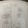 613015-MLA77488992431_072024 Fitopatología: Curso Moderno Tomo Ii - Sarasola