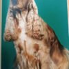 Cocker Spaniel Inglés - H. Van Wessem