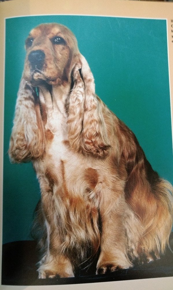 Cocker Spaniel Inglés - H. Van Wessem