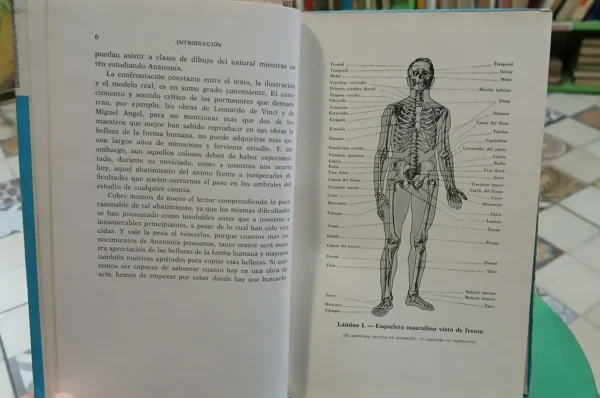 713910-MLA87892220117_072025 Anatomía Artística - Fripp, Alfredo - Thomson, Rodolfo