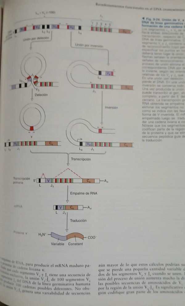Biología Celular Y Molecular - Lodish - Berk - Y Otros