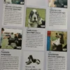 Cocker Spaniel Inglés - H. Van Wessem