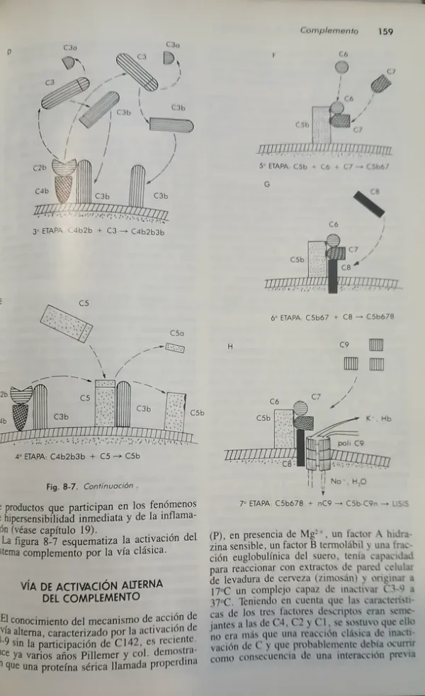 769896-MLA88219606842_072025 Inmunología E Inmunoquímica - Ricardo Margni 4ta Edición