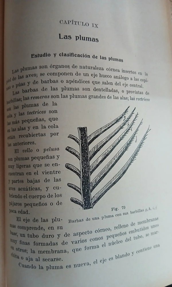 Manual De Peletería - Francisco Beltzer