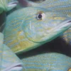 Peces Del Archipiélago Los Roques - Ramirez H., Cervigón F.