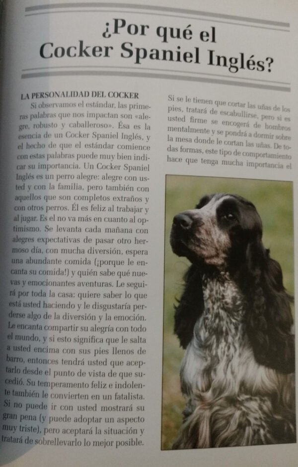Cocker Spaniel Inglés - H. Van Wessem