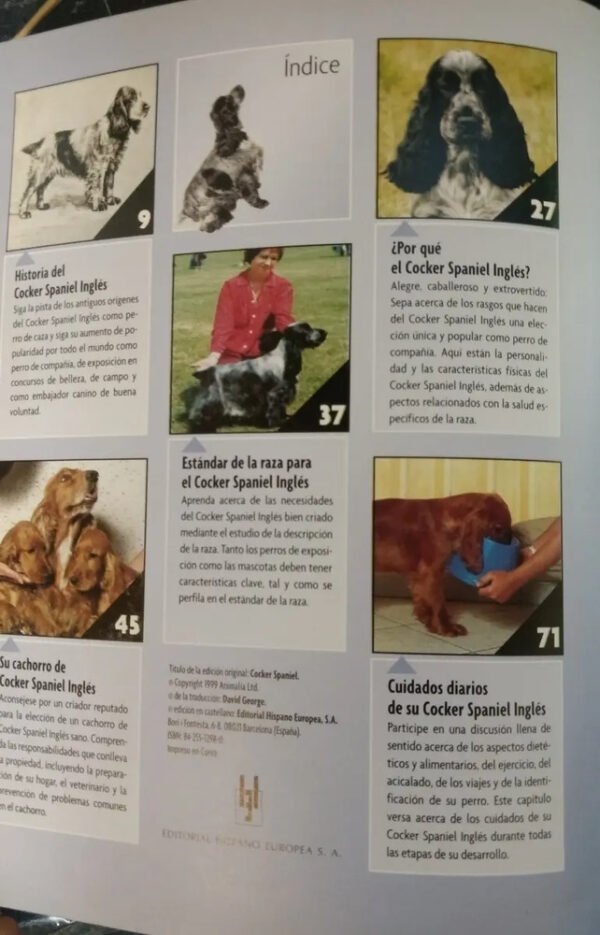 Cocker Spaniel Inglés - H. Van Wessem