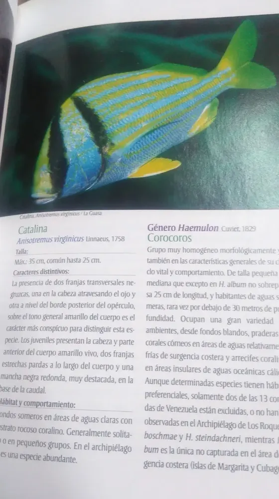Peces Del Archipiélago Los Roques - Ramirez H., Cervigón F.