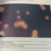 Manual Prácticas De Laboratorio Reproducción Humana Calamera