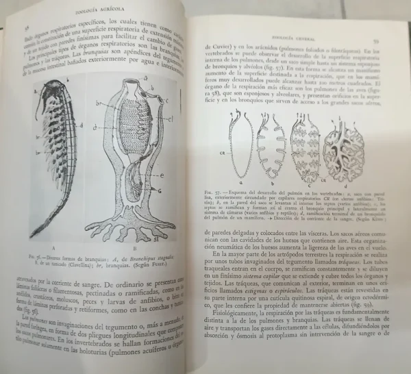 Zoología Agrícola - Juan E. Wille T.