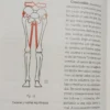 Descubra El Poder De Su Columna - Rubén Pistacchia