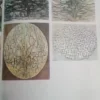 El Arte Contemporáneo - Renato Barilli