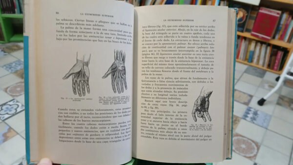 993715-MLA87560740576_072025 Anatomía Artística - Fripp, Alfredo - Thomson, Rodolfo