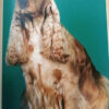 Cocker Spaniel Inglés - H. Van Wessem