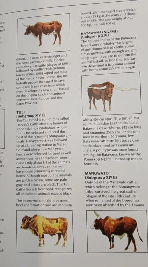 680175-MLA112579641987_062026 Genus Bos: Cattle Breeds Of The World