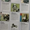 Cocker Spaniel Inglés - H. Van Wessem