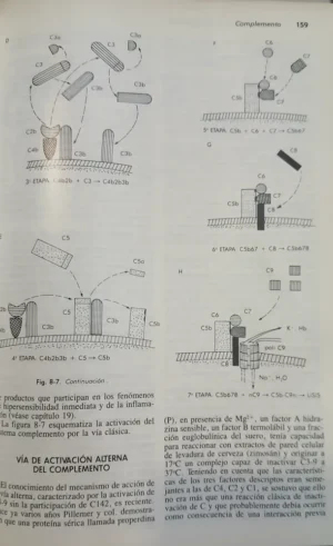 769896-MLA88219606842_072025 Inmunología E Inmunoquímica - Ricardo Margni 4ta Edición