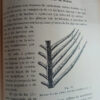 Manual De Peletería - Francisco Beltzer