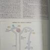 Fisiología - 6ta. Ed.  - Linda S. Costanzo