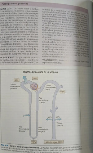 Fisiología - 6ta. Ed.  - Linda S. Costanzo