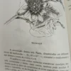855385-MLA92048949839_092025 Curas Pela Química Oculta: Realidades Na Medicina - Clemente