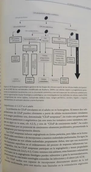 871705-MLA112575299329_062026 Los Cambios Vasculares En La Fisiopatología - Huarte