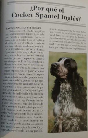 Cocker Spaniel Inglés - H. Van Wessem
