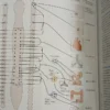 Fisiología - 6ta. Ed.  - Linda S. Costanzo