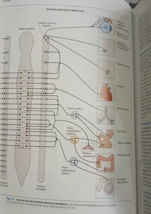 Fisiología - 6ta. Ed.  - Linda S. Costanzo
