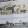 Una Historia Del Progreso Argentino - Juan Carlos Grassi