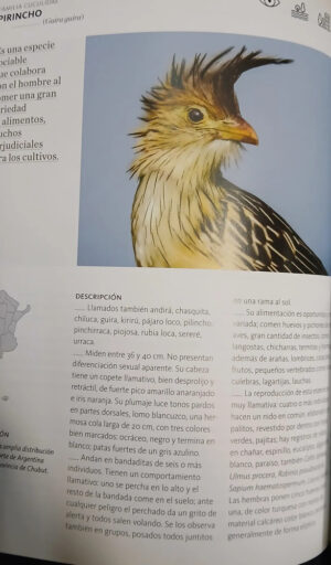 Aves & Mariposas - Jardín