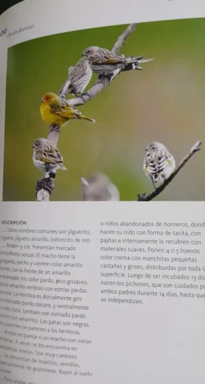Aves & Mariposas - Jardín